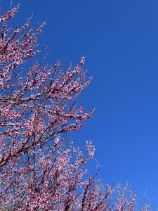 to be free like a redbud