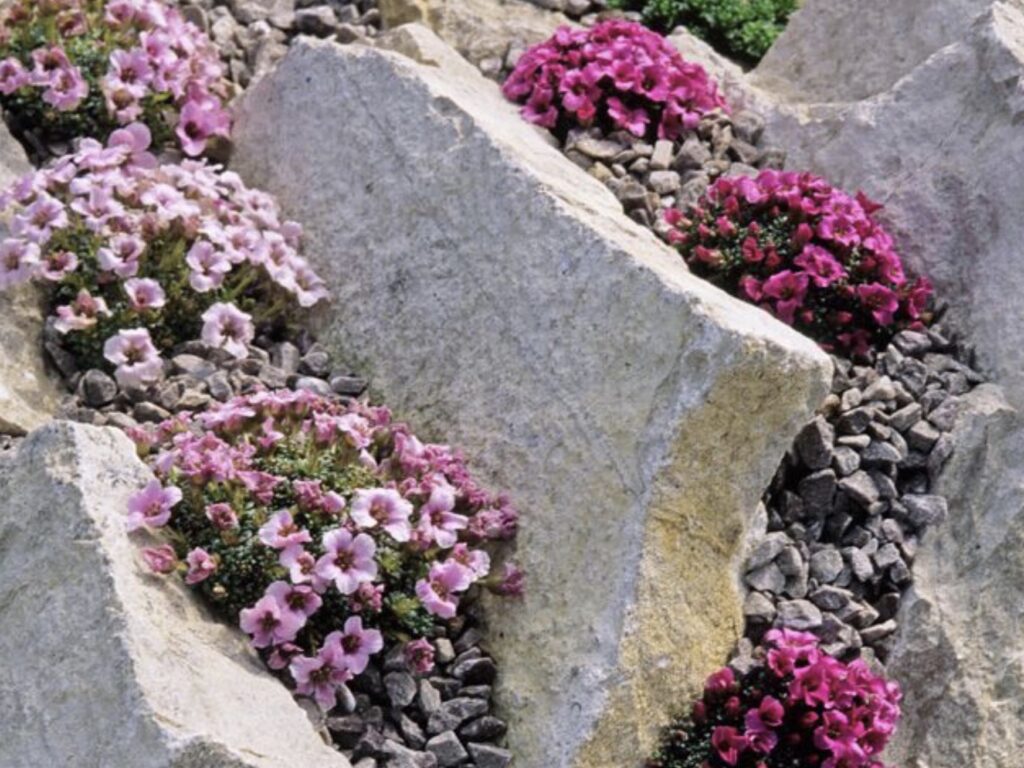 PLant between Rocks and mulch with smaller stones