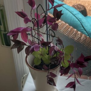 Stylize Your Plant
