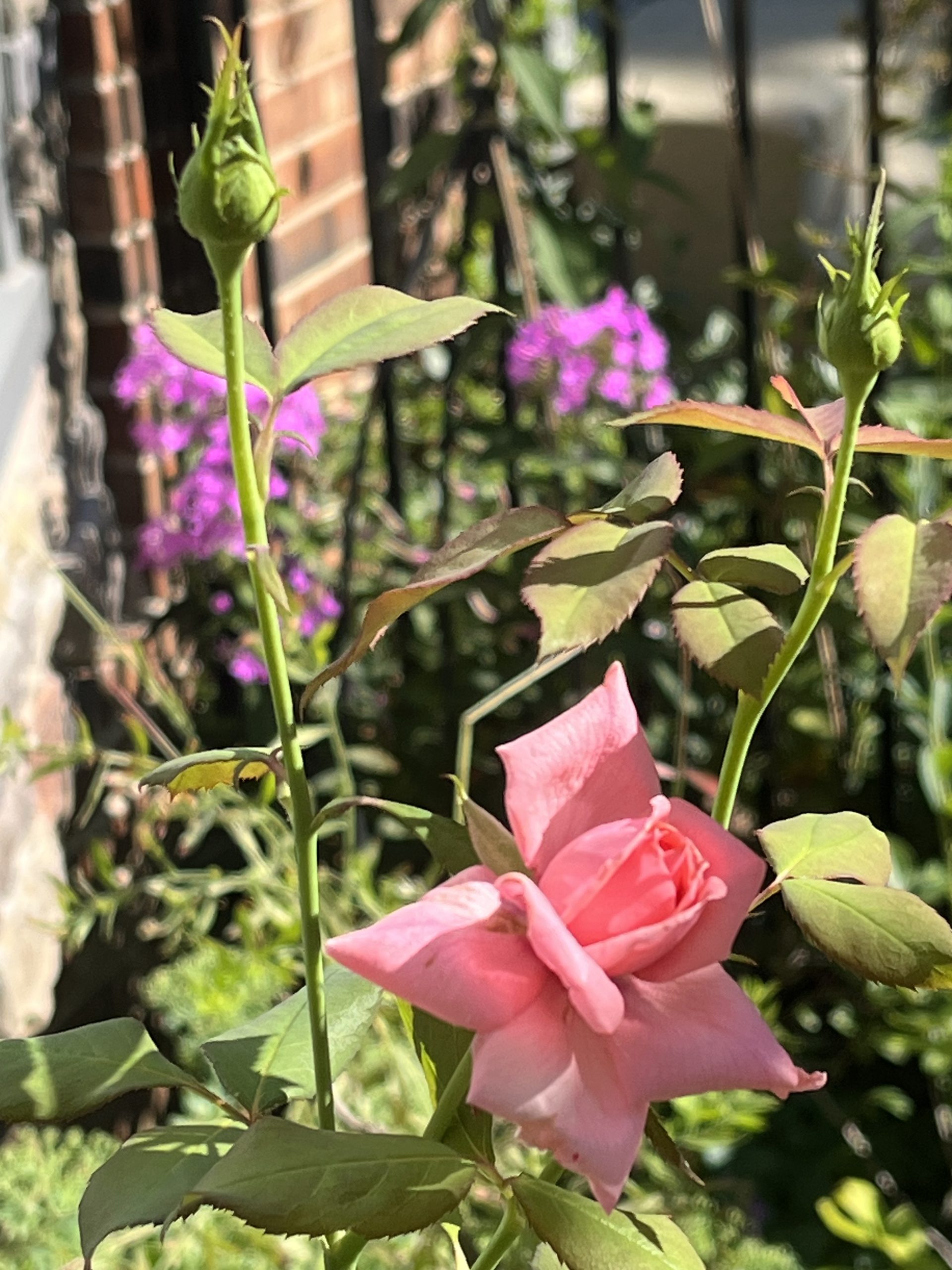 Finding Joy in the Garden