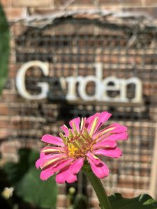 zinnia seeds to grow