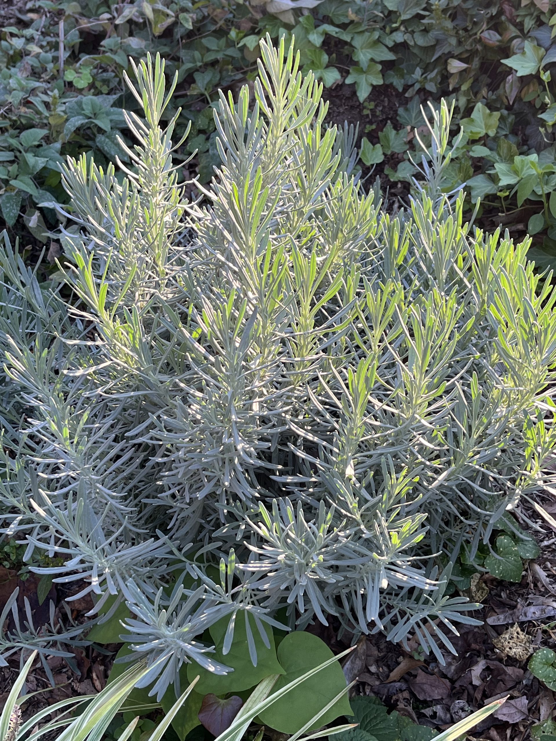 Fresh Lavender for Lavender oil