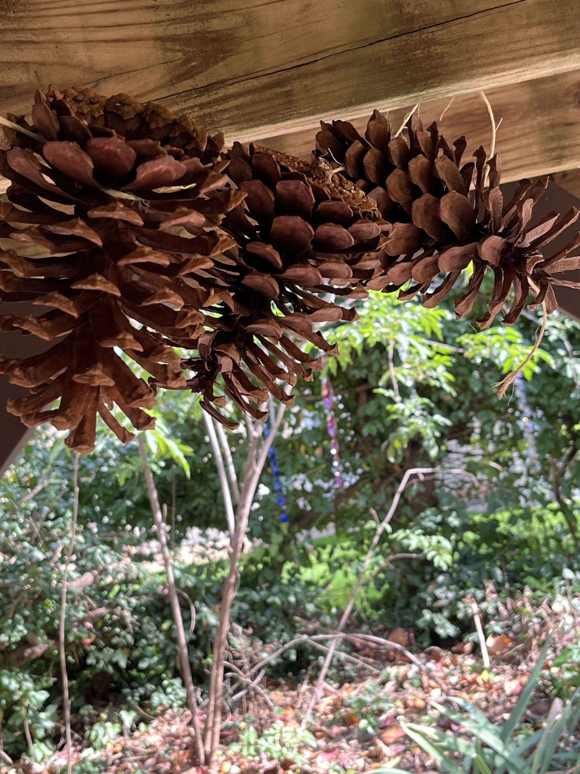 Natural Elements like Huge Pincones