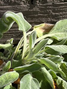 Lamb's Ear as a natural element