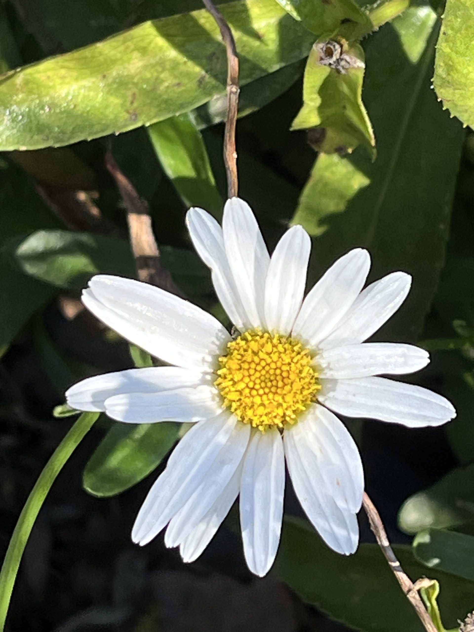 mindful activity blooms